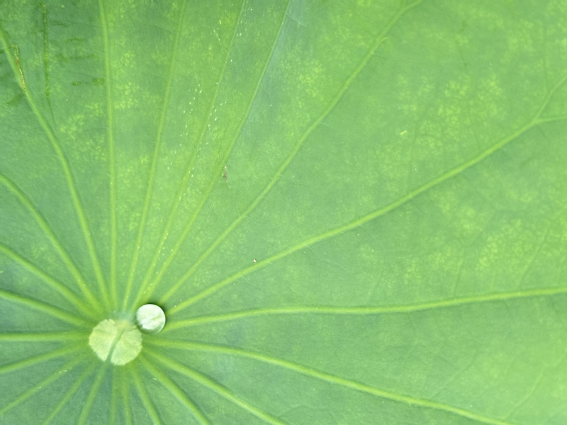 《清露》 摄影：王宇扬